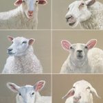 Sheep
